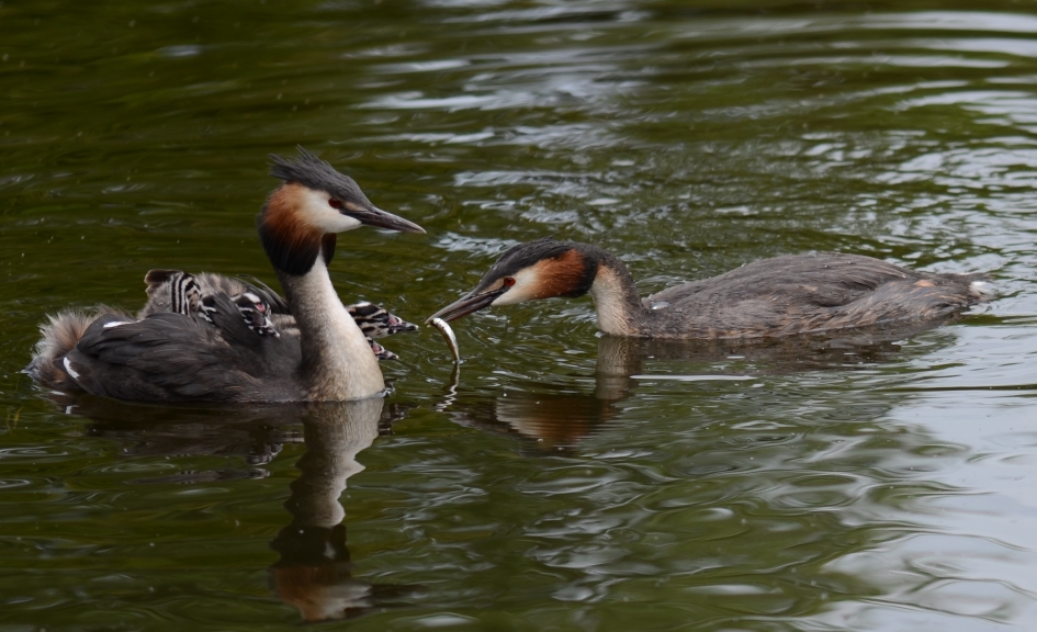 Futenfamilie - Vogels - Fuut