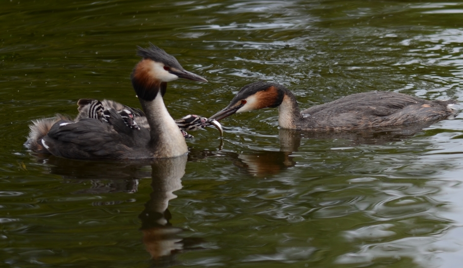 Fuut - Vogels - Fuur