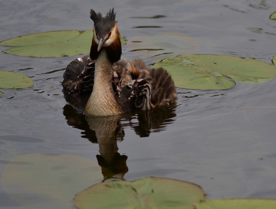 Fuut - Vogels - Fuut