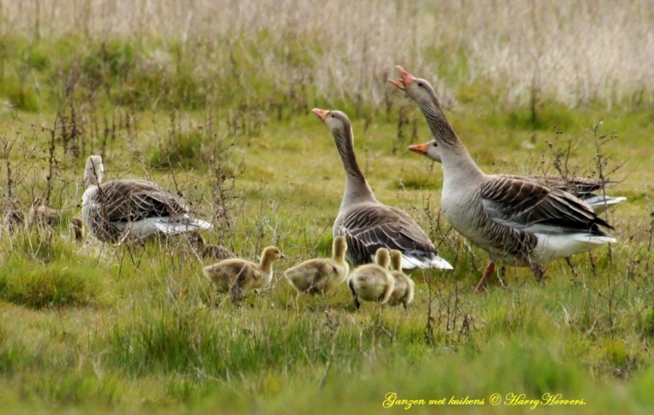 Ganzen met kuikens - Vogels - 