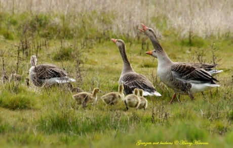 Ganzen met kuikens