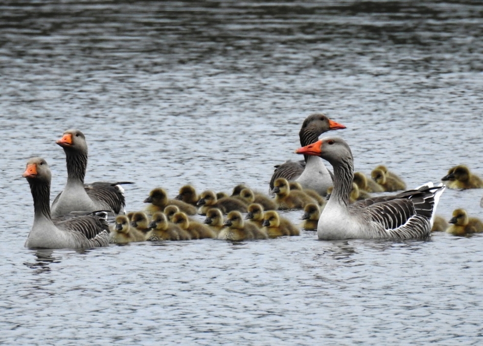 Ganzenkuikens steken onder begeleiding de plas over. - Vogels - Grauwe gans