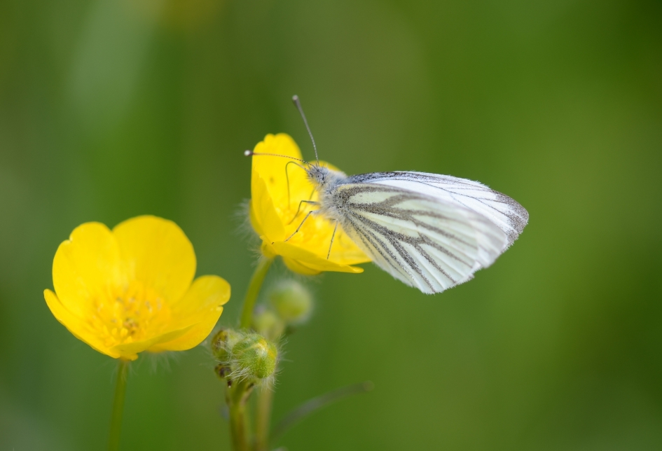Geaderd Witje op Boterbloem - Geleedpotigen - Geaderd witje