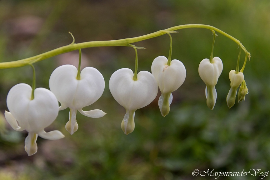 Gebroken - Planten - Gebroken hartje