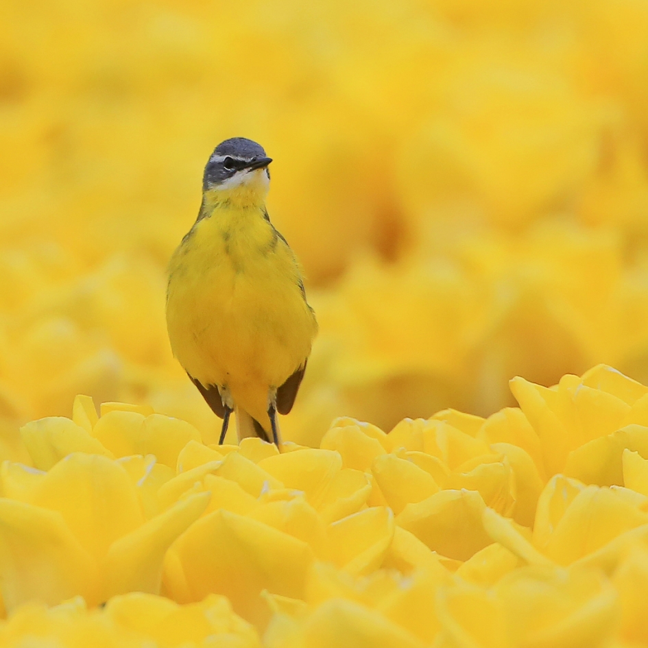 Geel - Vogels - Gele Kwikstaart