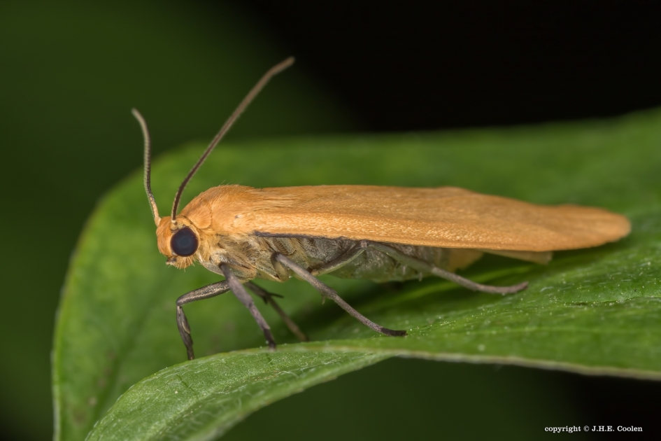 Geel beertje - Geleedpotigen - Geel beertje