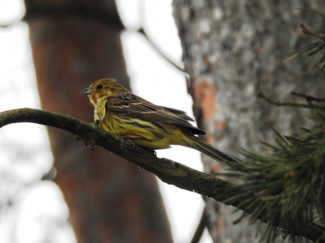 Geelgors in een boom