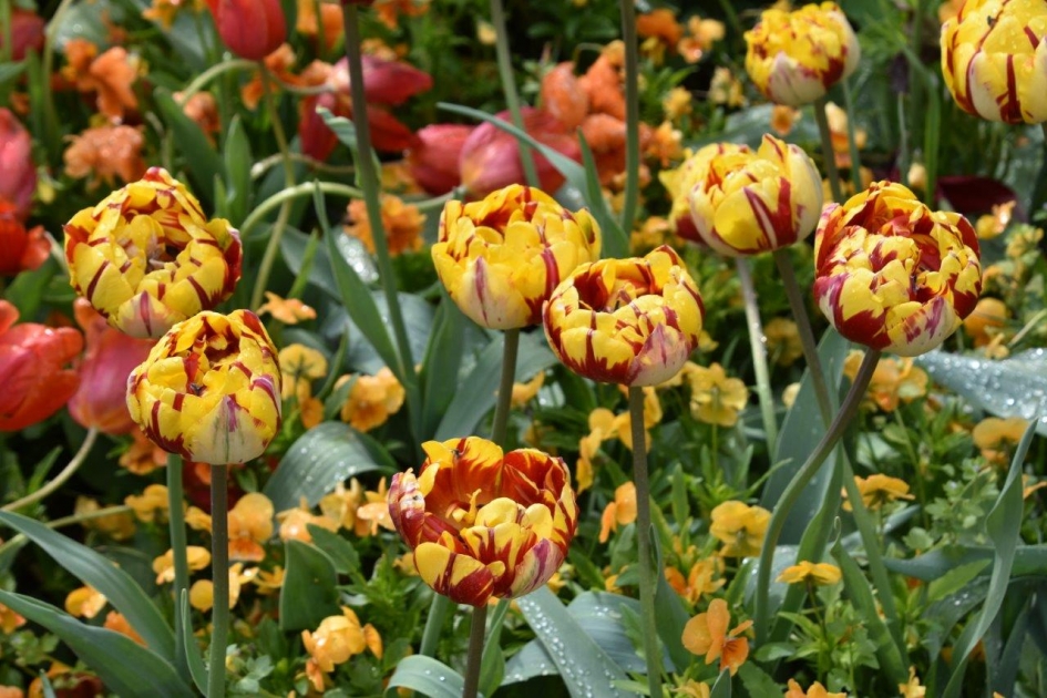 Geel/rode tulpen - Planten - 