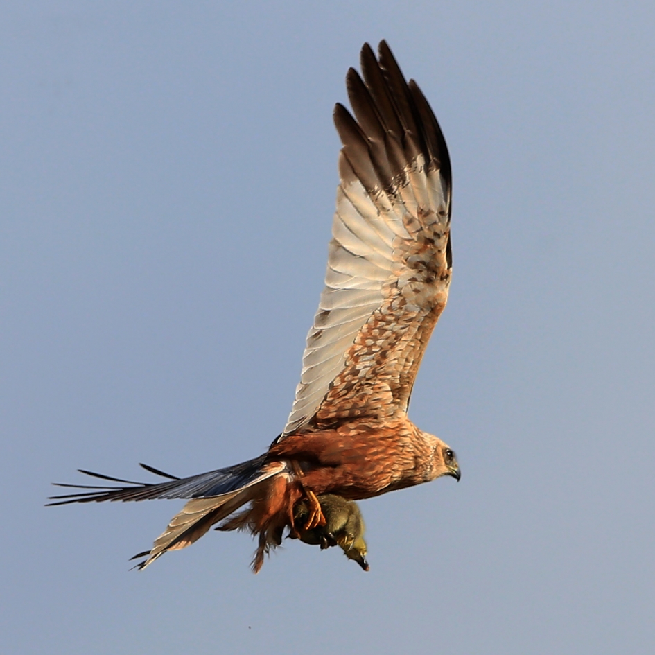Geen Franse stroper ... - Vogels - Bruine Kiekendief