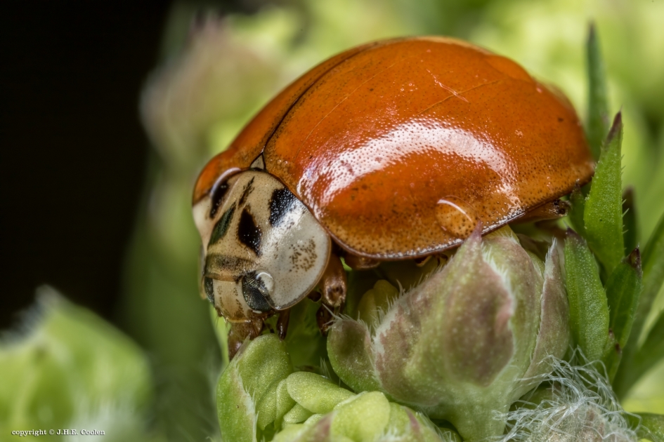 Geen stip - Geleedpotigen - LHB