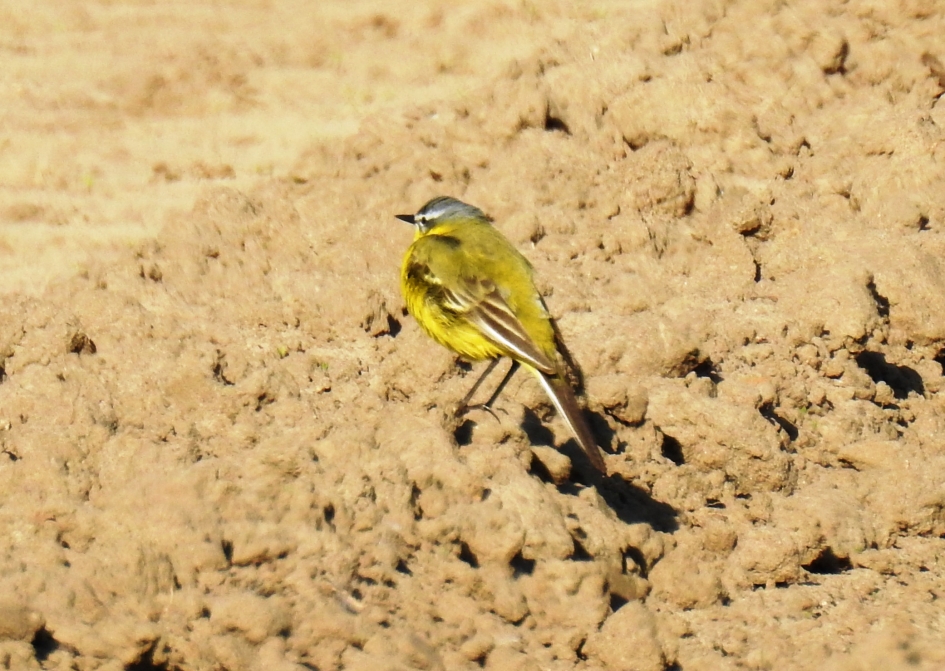 Gele kwikstaart - Vogels - Gele Kwikstaart