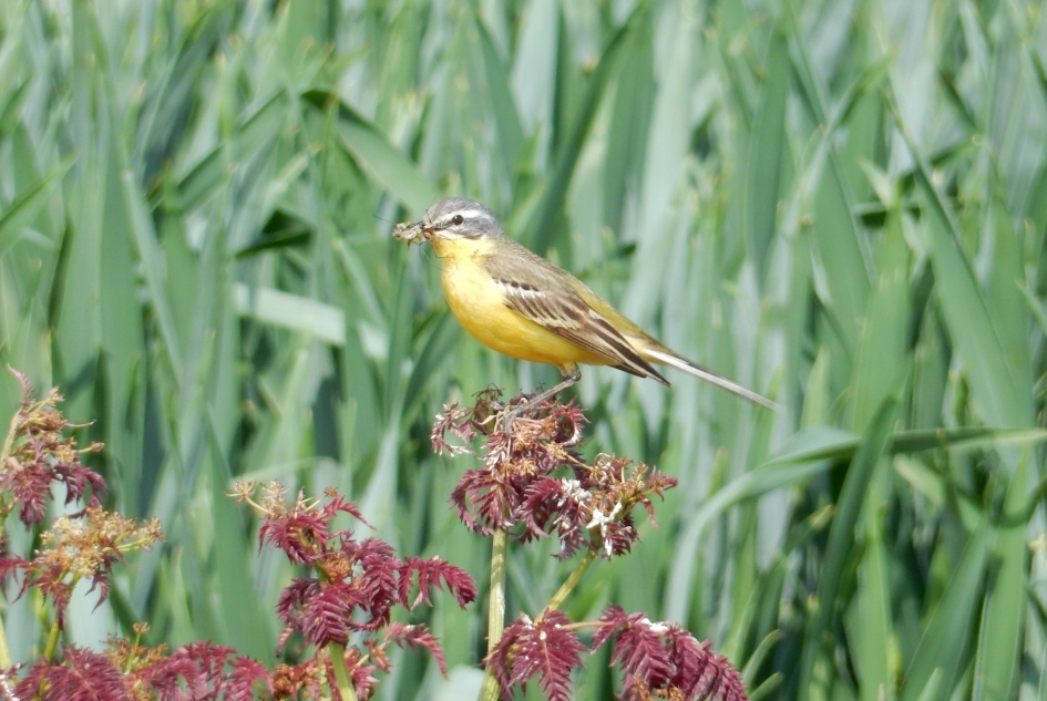 gele kwikstaart - Zoogdieren - gele kwikstaart