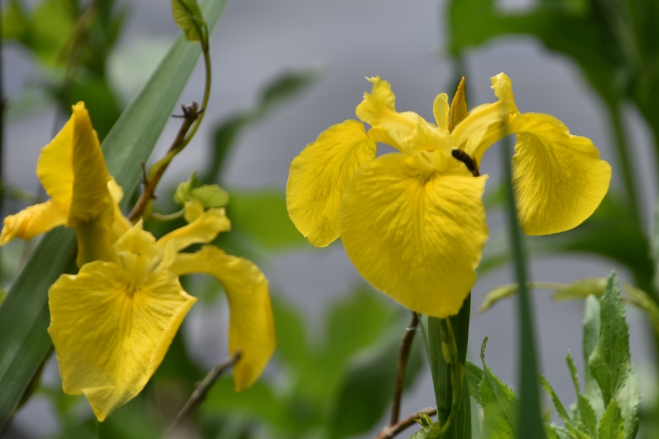 Gele lis - Planten - 