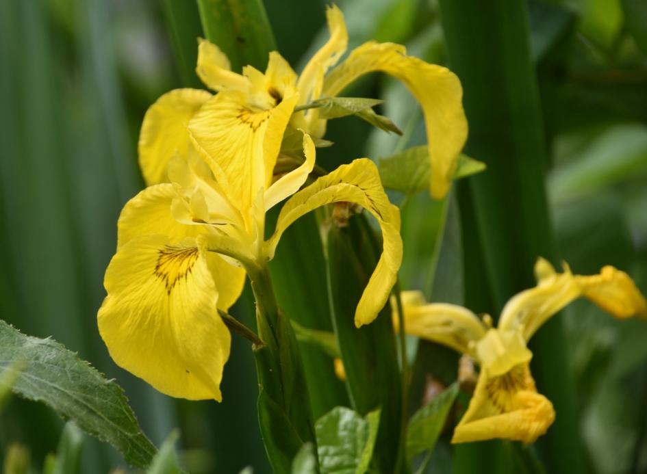 Gele lis - Planten - 