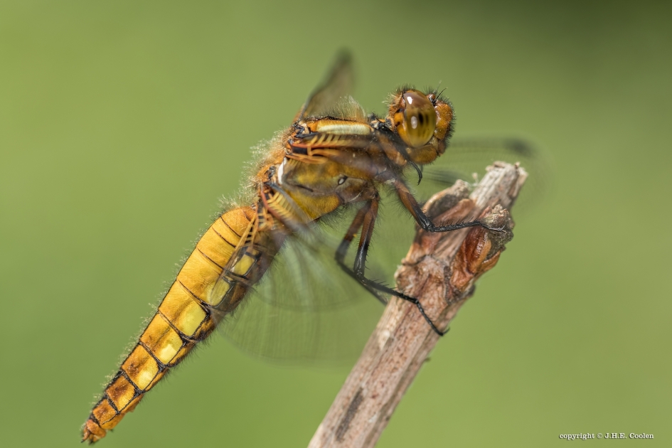 Geniet... - Geleedpotigen - Platbuik