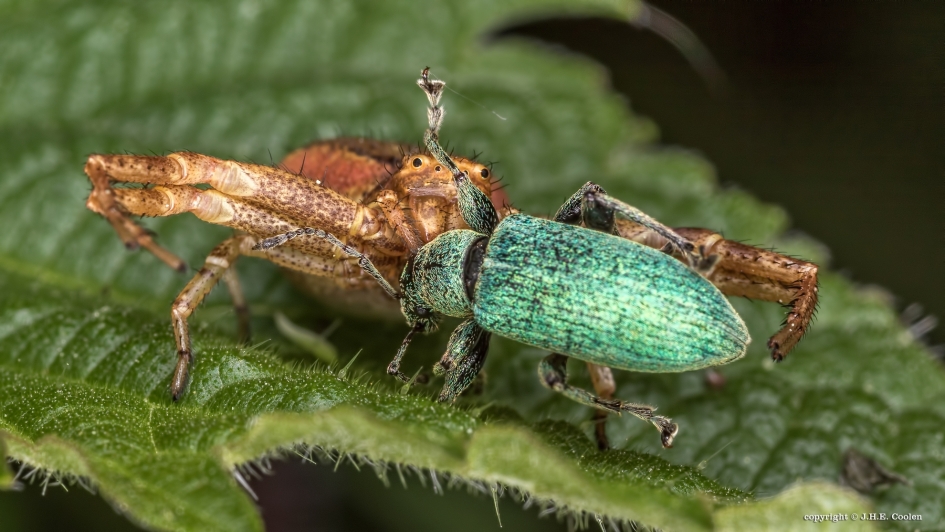 Geveld - Geleedpotigen - Krabspin