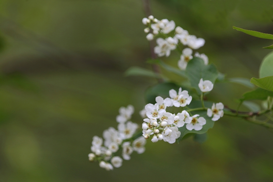gewone vogelkers - Planten - 
