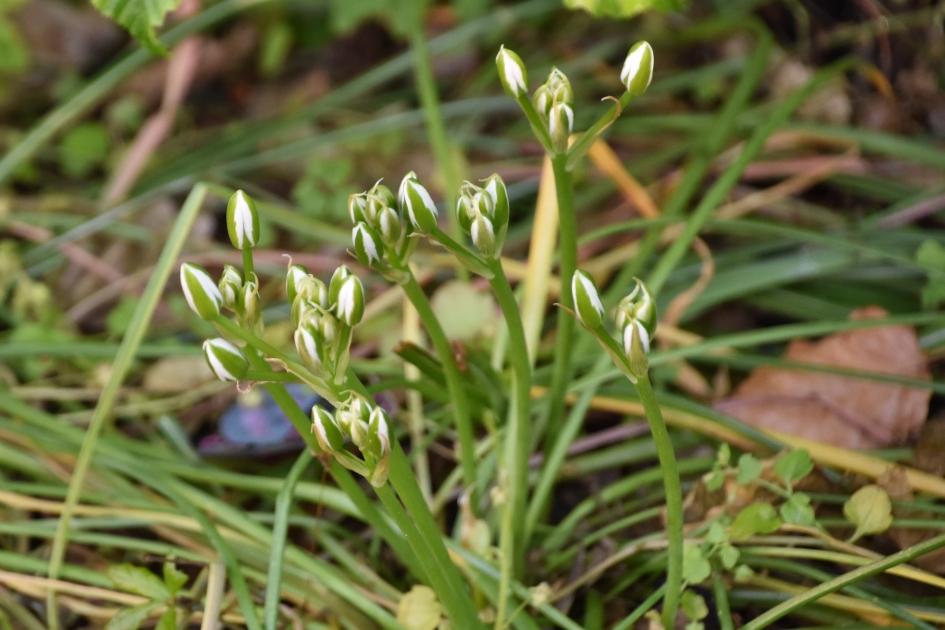 Gewone vogelmelk - Planten - 