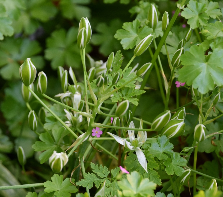 Gewone vogelmelk - Planten - 