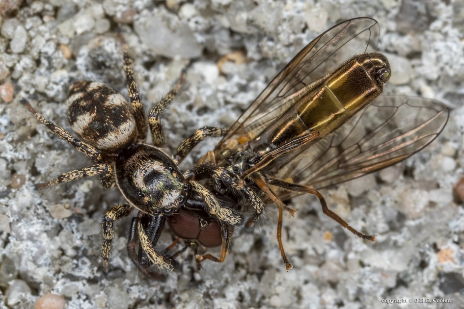 Gewoon doorgaan - Geleedpotigen - Huiszebraspin