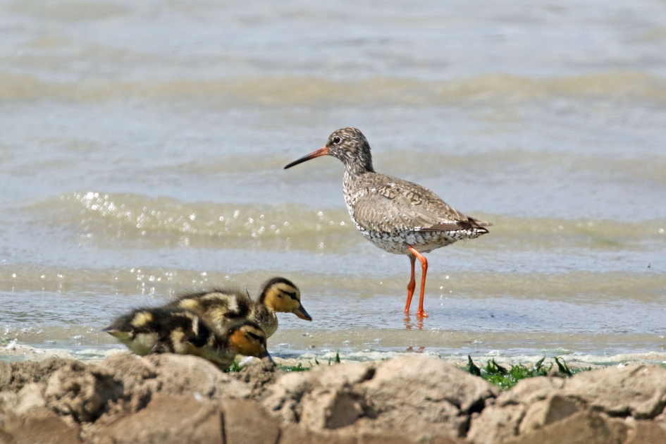 Gewoon doorlopen, niets aan de hand.... - Vogels - 