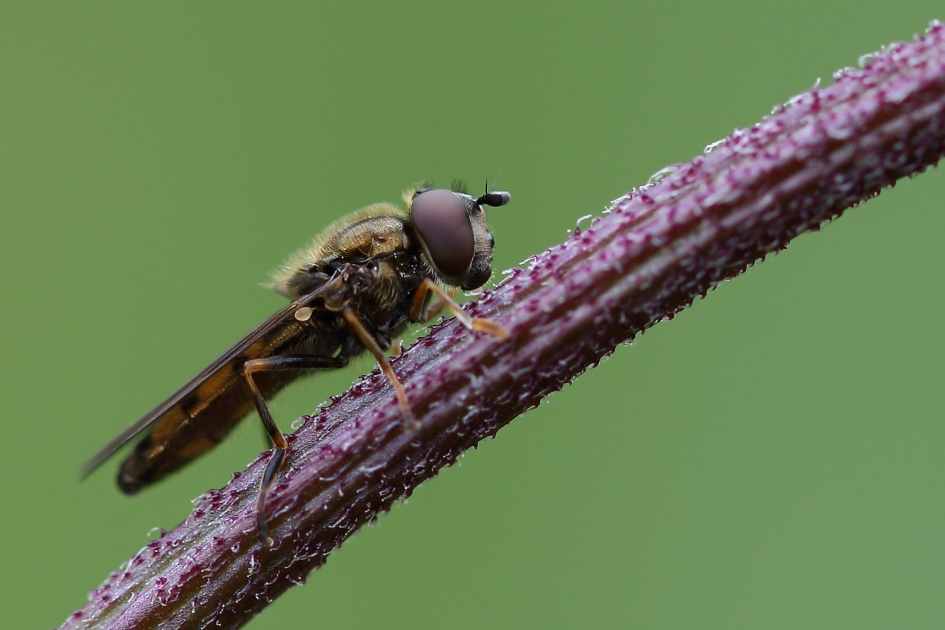 gewoon platvoetje - Geleedpotigen - 