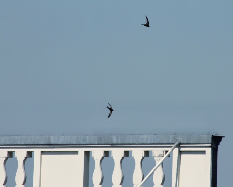 Gierzwaluwen zijn terug boven Amsterdam