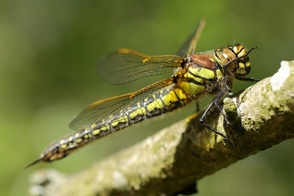 glassnijder (v) wil niet op de foto... - Geleedpotigen - 