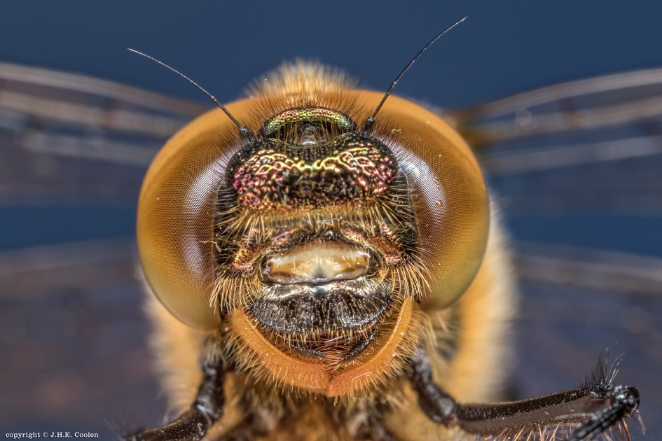 Glimlach - Geleedpotigen - Smaragdlibel