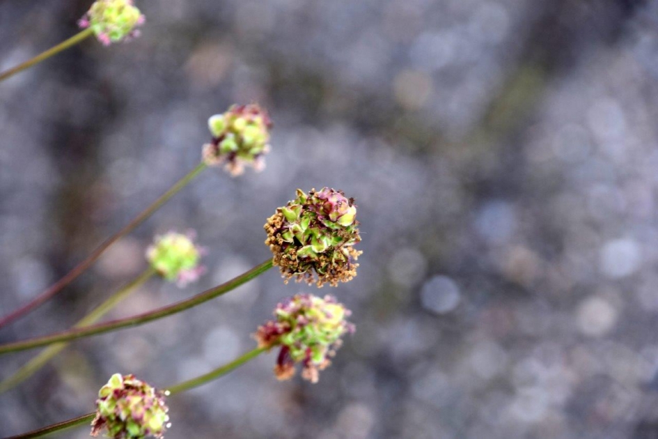 Kleine pimpernel - Planten - 