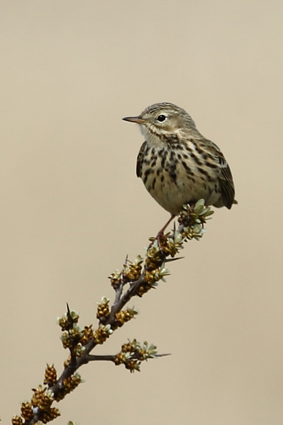 graspieper - Vogels - 