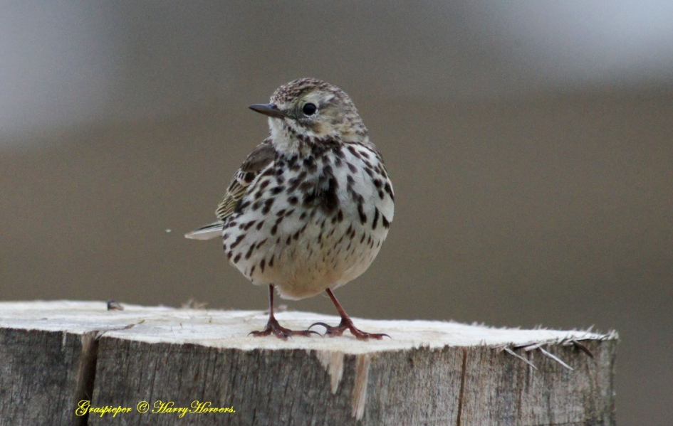 Graspieper - Vogels - 