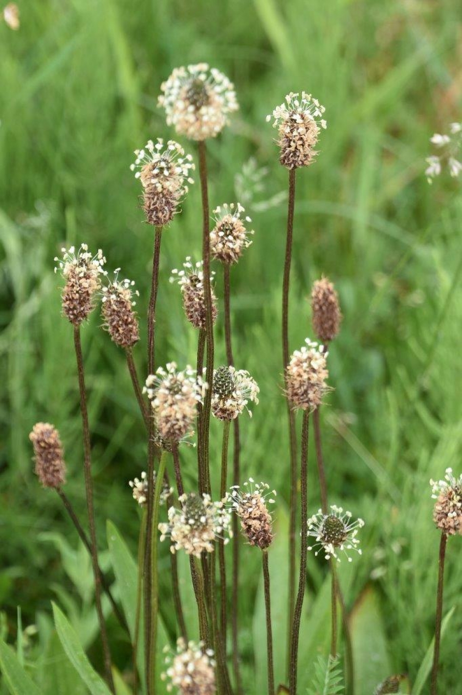 Smalle weegbree - Planten - 