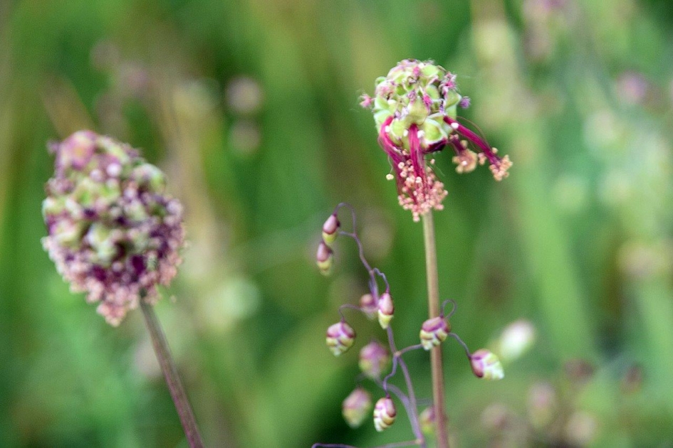 Kleine pimpernel en bevertjesgras - Planten - 