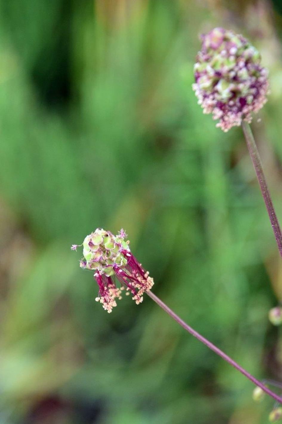Kleine pimpernel - Planten - 