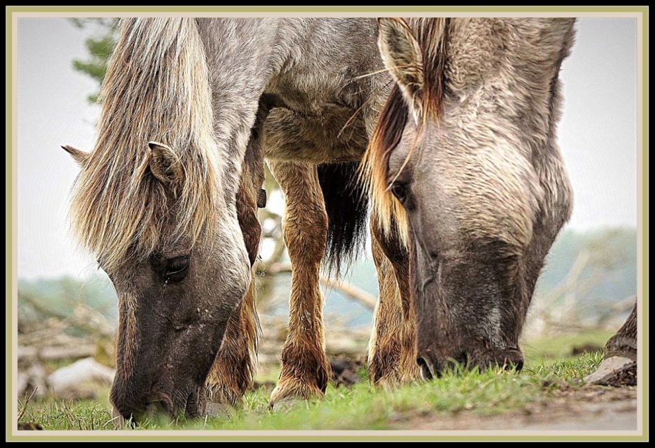 Grazende paarden - Zoogdieren - paard