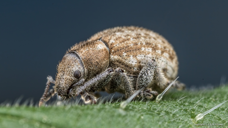 Grijze bolsnuitkever - Geleedpotigen - Grijze bolsnuitkever