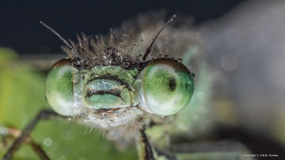 Groen - Geleedpotigen - Juffer