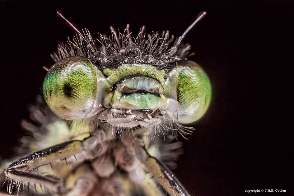 Groene ogen - Geleedpotigen - Juffer