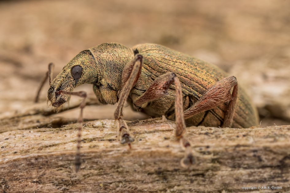 Grote bladsnuitkever - Geleedpotigen - Grote bladsnuitkever