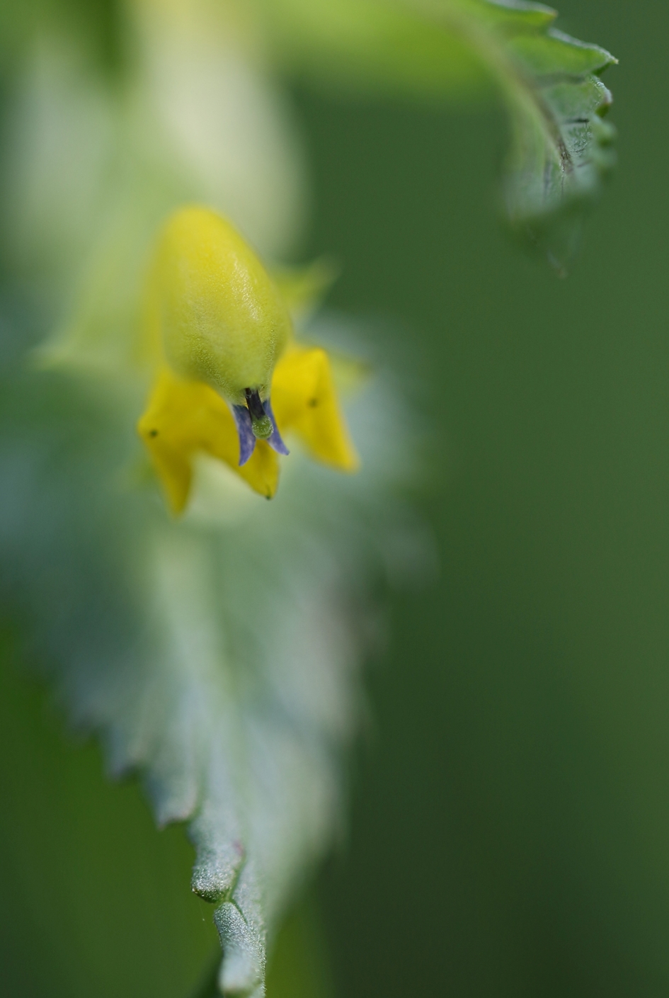 grote ratelaar - Planten - 