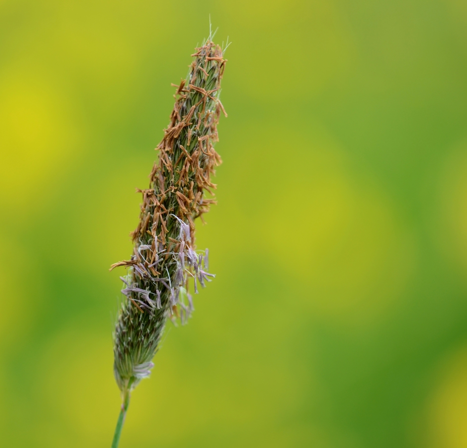 Grote Vossenstaart - Planten - Grote Vossenstaart