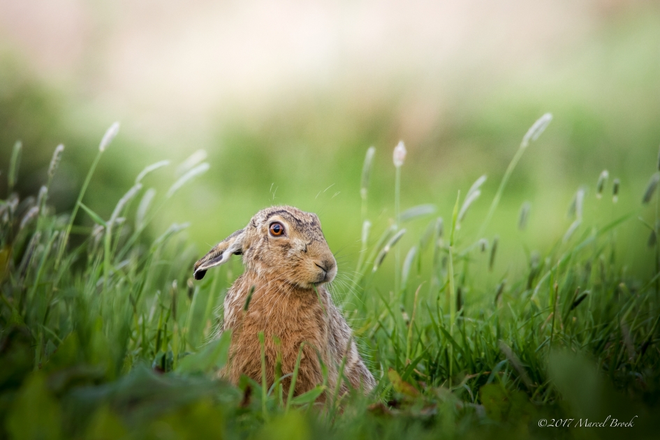 Haasje in het groen. - Zoogdieren - Haas