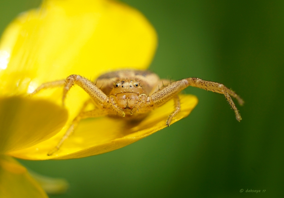 Hallo - Geleedpotigen - 