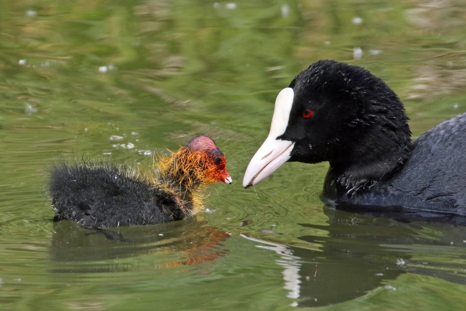 Hapje voor mij? - Vogels - 