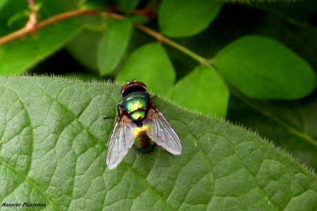 Heel gewoon, toch heel mooi.