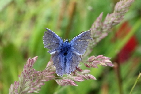 Helaas flink beschadigd, maar toch mooi