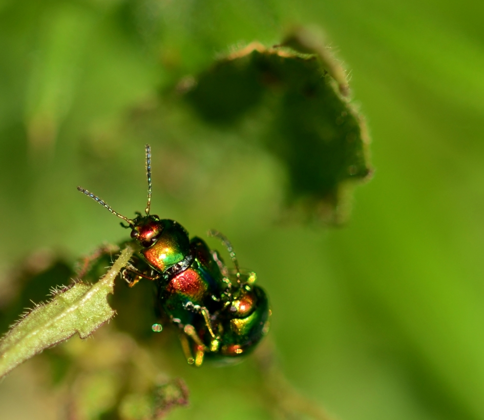 Hennepnetelgoudhaantje - Geleedpotigen - Hennepnetelgoudhaantje