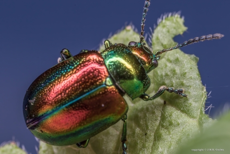 Hennepnetelgoudhaantje