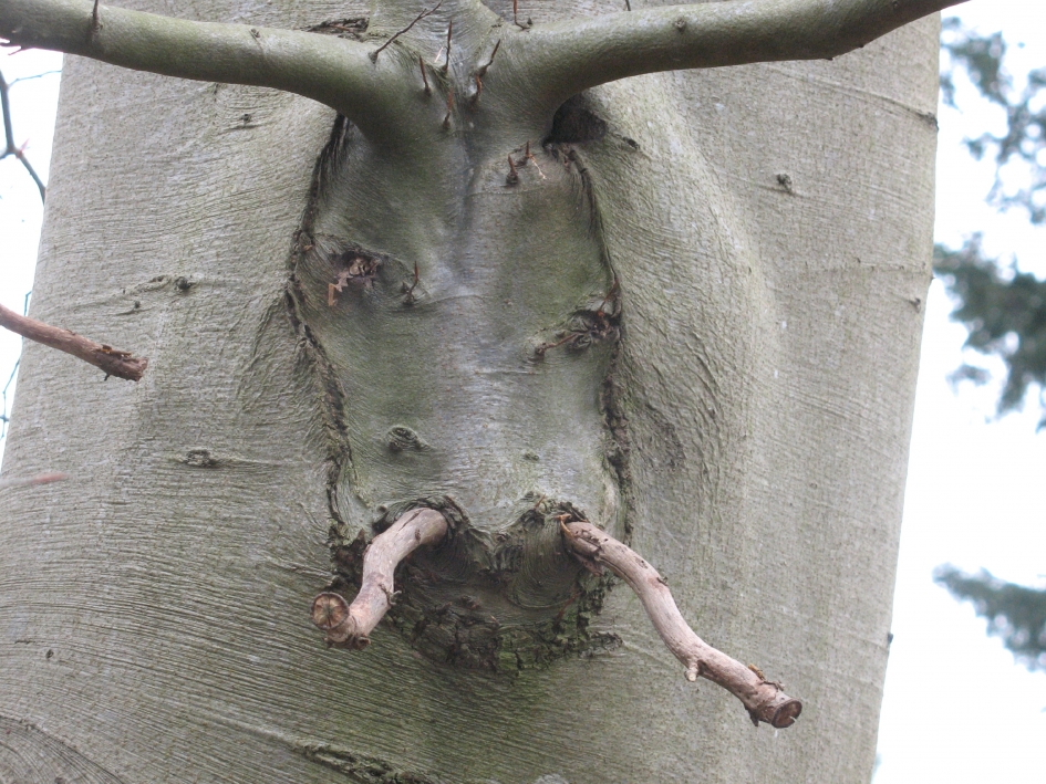 Hert of wild zwijn ? - Overig - 